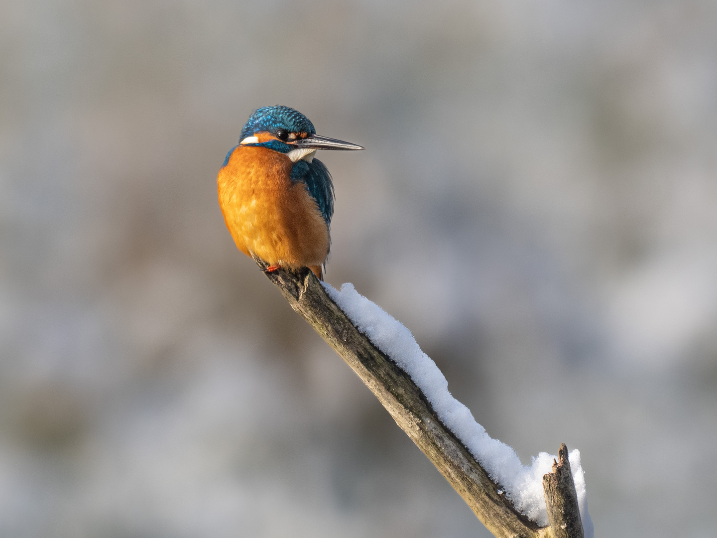 Eisvogel mit vollem Magen