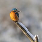 Eisvogel mit vollem Magen