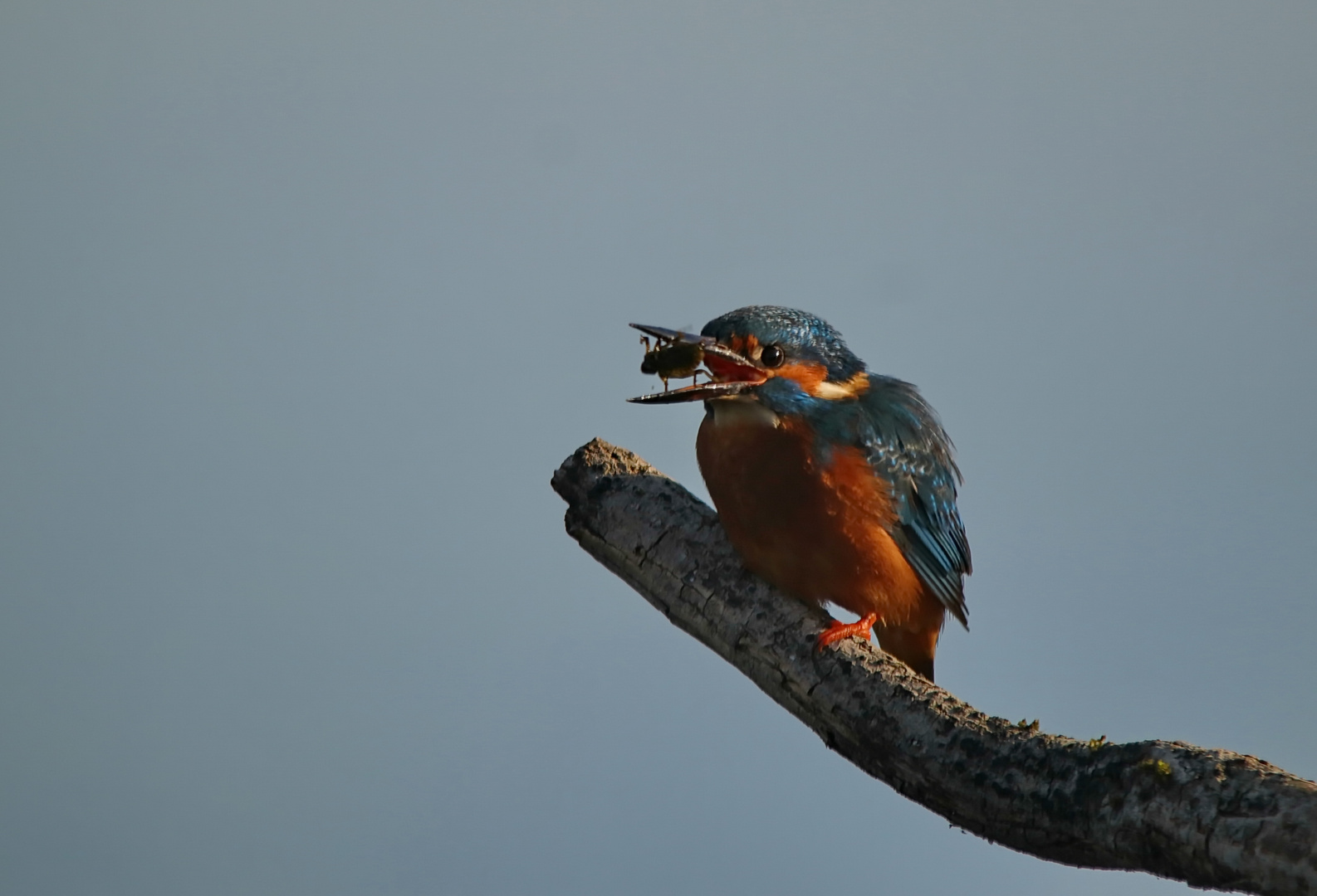 Eisvogel mit Wasserinsekt