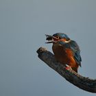 Eisvogel mit Wasserinsekt