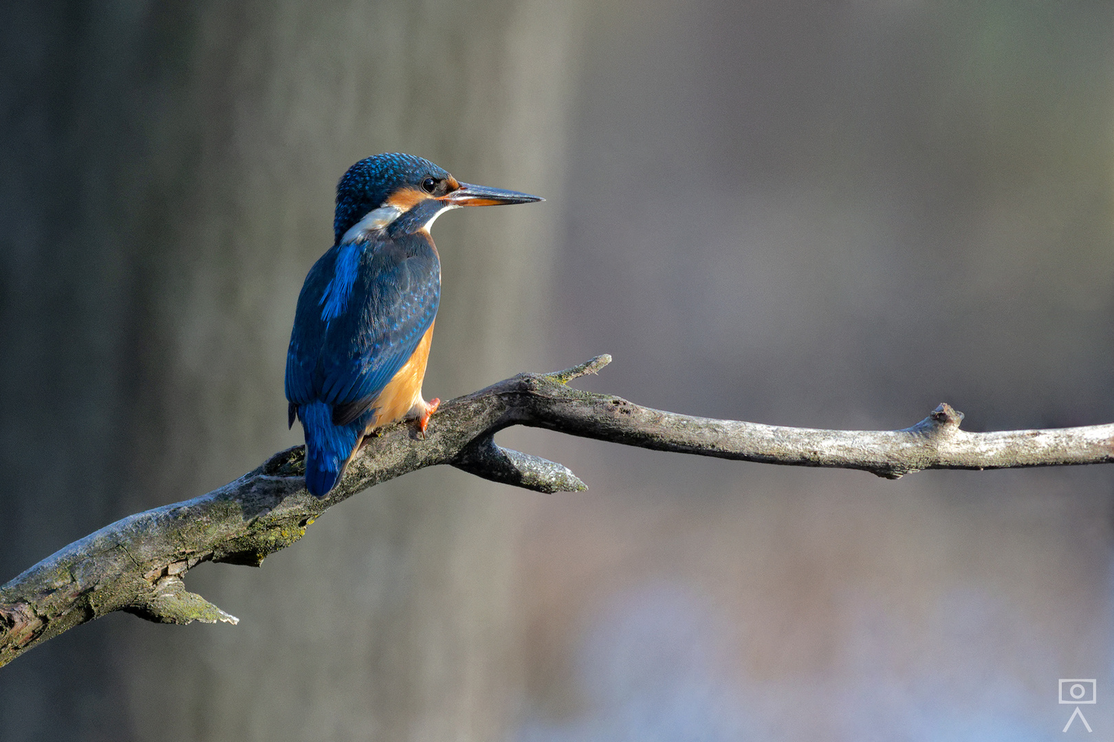 Eisvogel, München