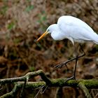 Eisvogel müsste man sein