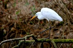 Eisvogel müsste man sein