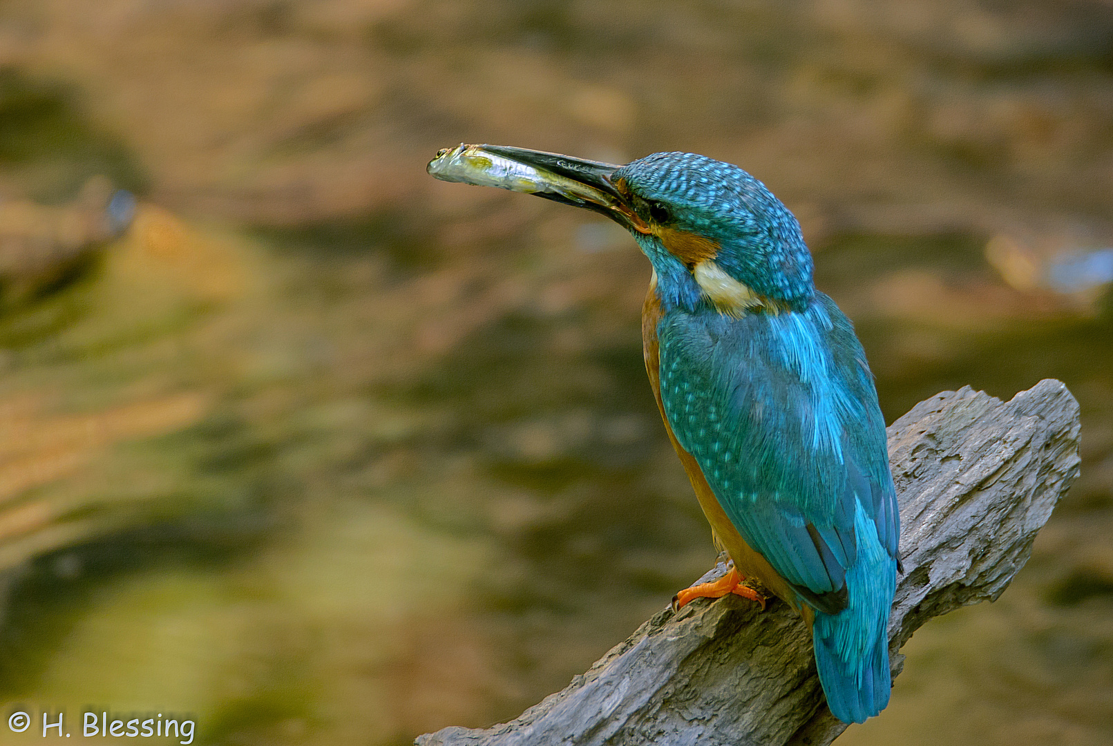 Eisvogel N°3 (Alcedo atthis)