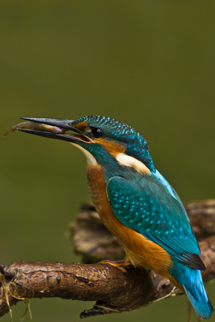 Eisvogel nach dem Bad