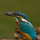 Eisvogel nach dem Bad