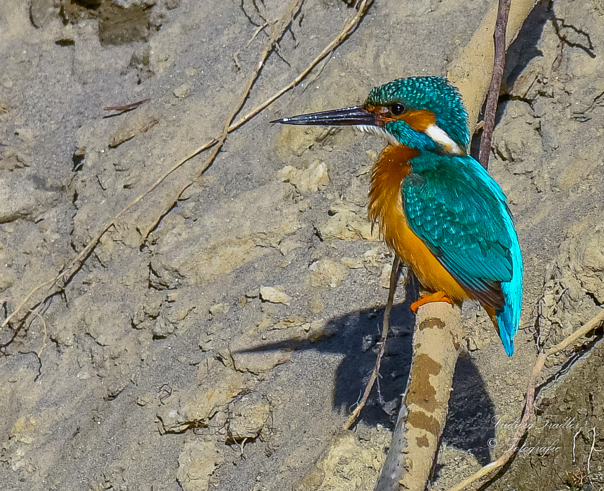 Eisvogel nach dem Bad 