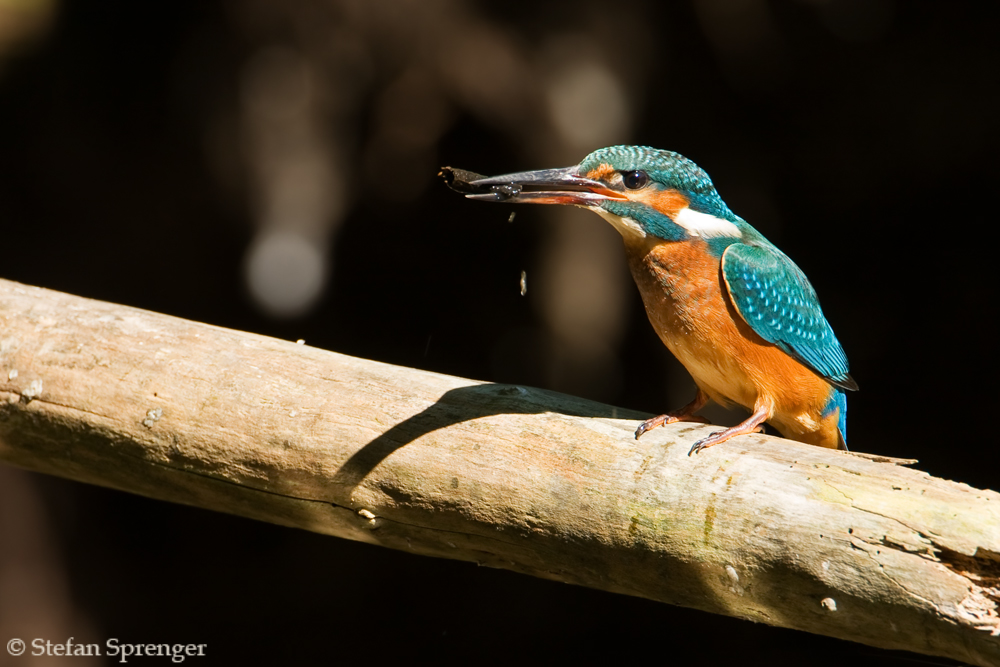 Eisvogel nach dem Fischen