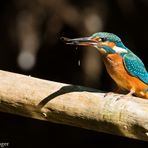 Eisvogel nach dem Fischen