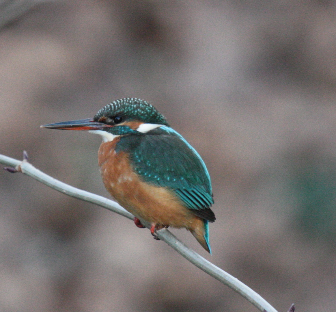 Eisvogel nach dem Fressen