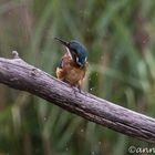 Eisvogel nach dem Tauchen