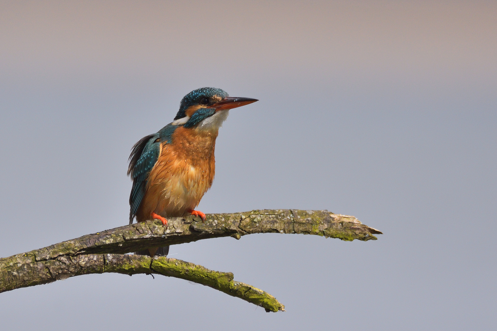 Eisvogel nach der Mahlzeit