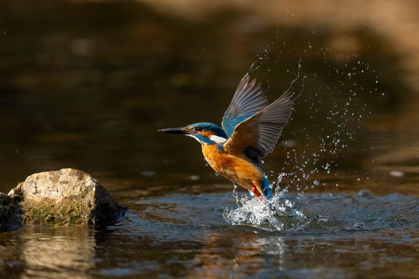 Eisvogel nach erfolglosem Eintauchen