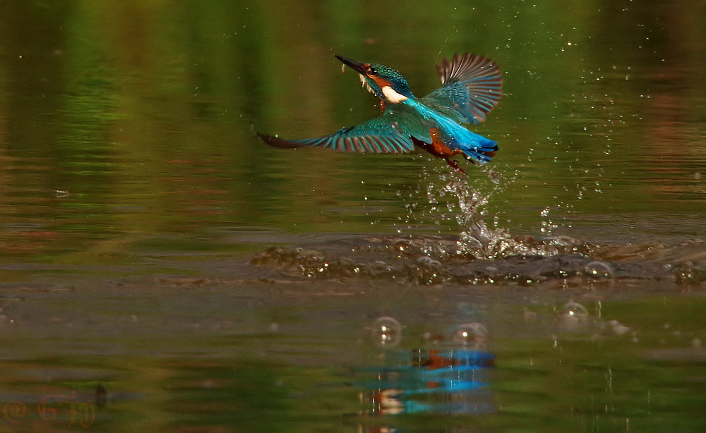 EIsvogel nach erfolgreichem Bad