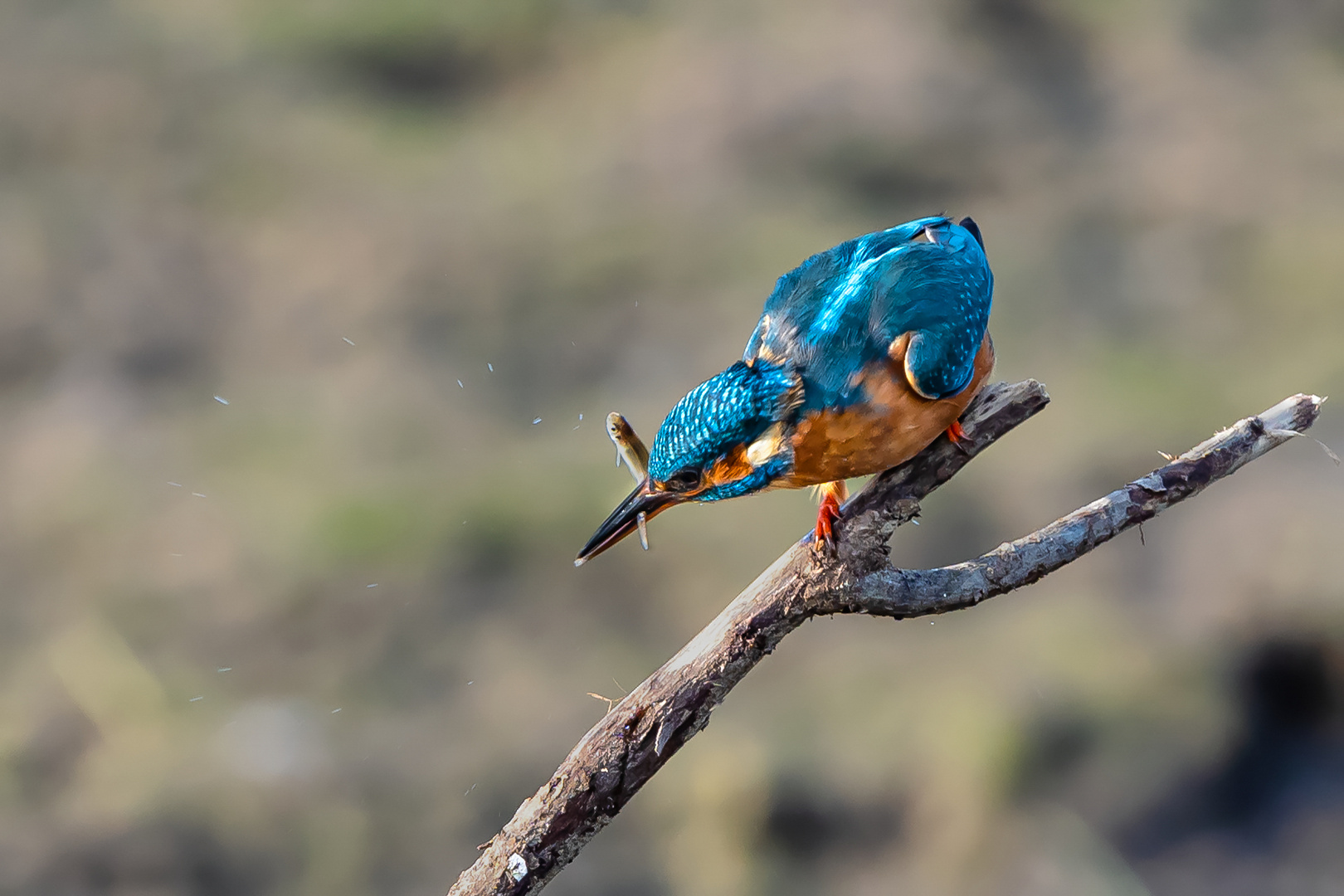 Eisvogel nach erfolgreicher Jagd