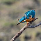 Eisvogel nach erfolgreicher Jagd