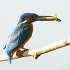 Eisvogel nach erfolgreicher Jagd