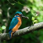 Eisvogel nach erfolgreicher Jagd