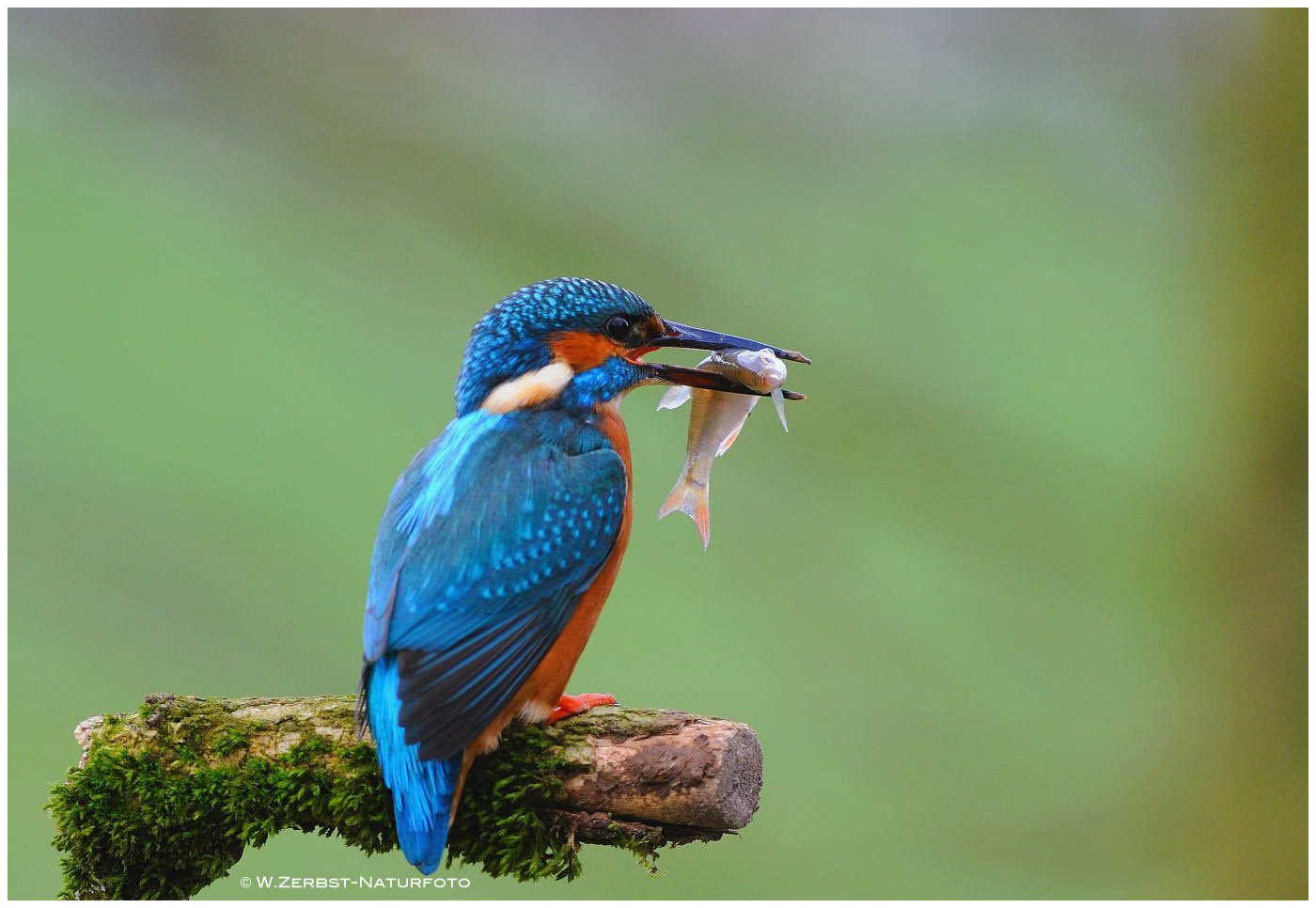 --- Eisvogel nach erfolgreicher Jagd --- ( Alcedo atthis )