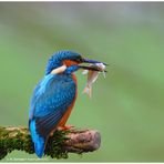 --- Eisvogel nach erfolgreicher Jagd --- ( Alcedo atthis )