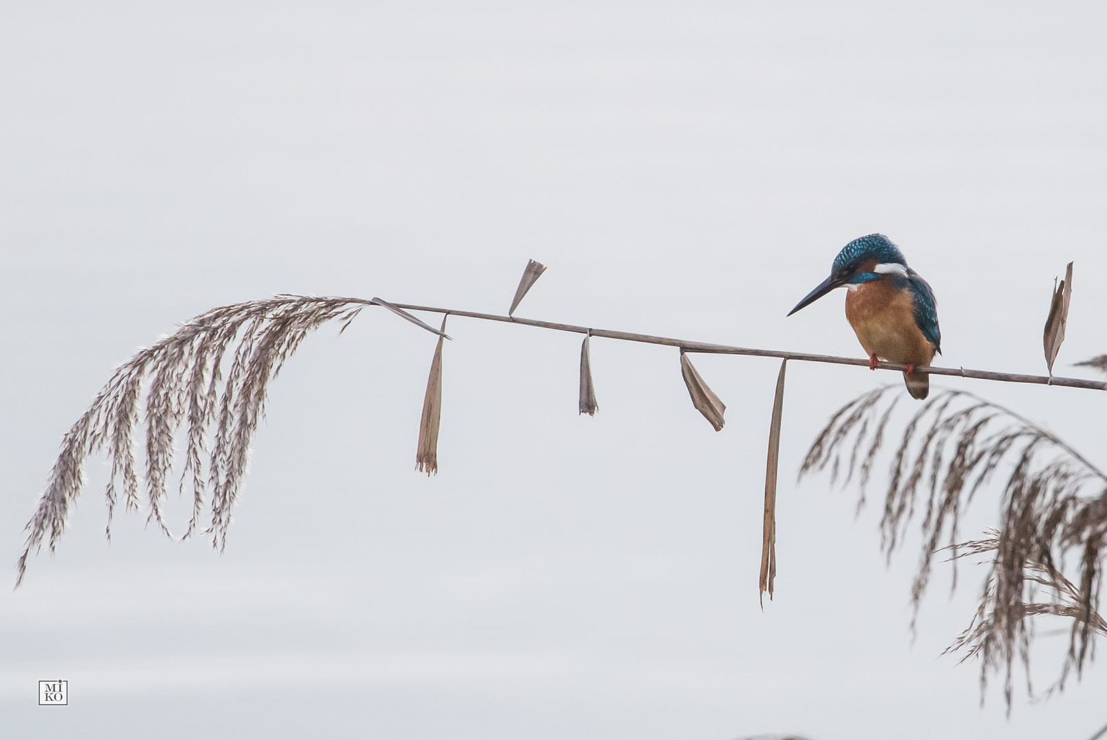 Eisvogel nach Futter Ausschau haltend