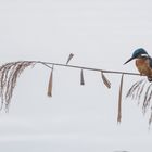 Eisvogel nach Futter Ausschau haltend