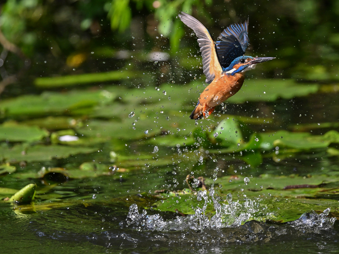 Eisvogel nach Jagdversuch