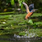 Eisvogel nach Jagdversuch