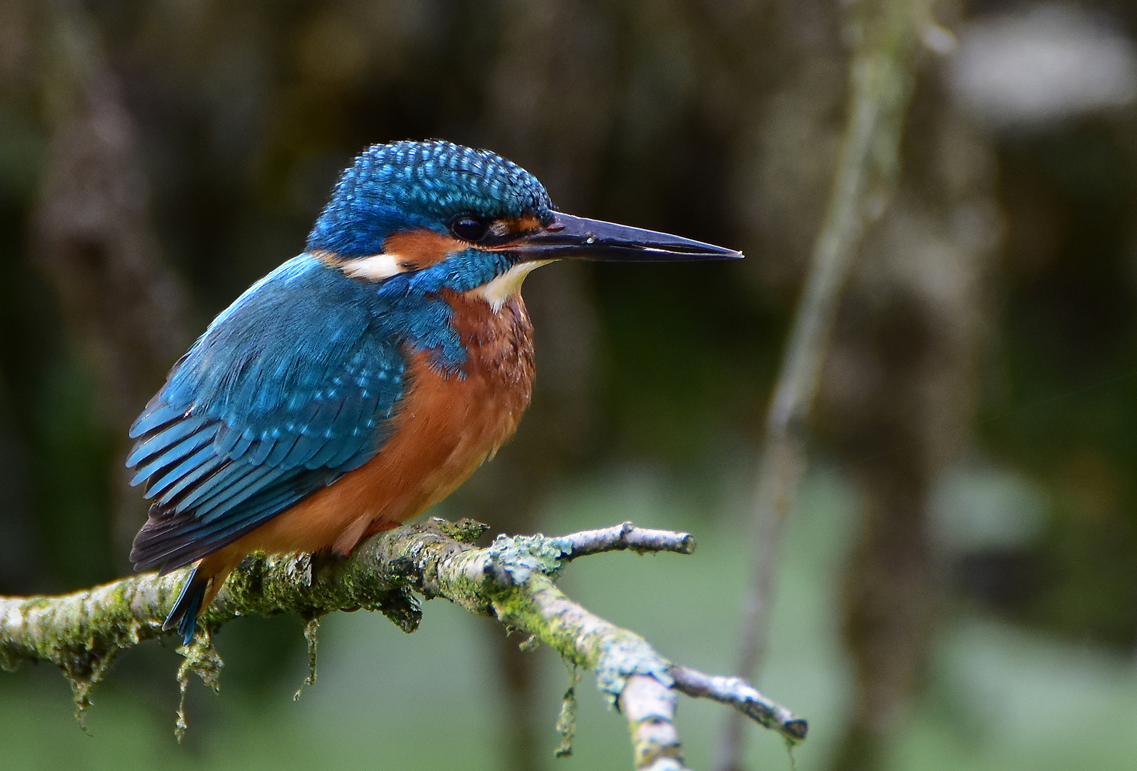 Eisvogel nach Tauchgang