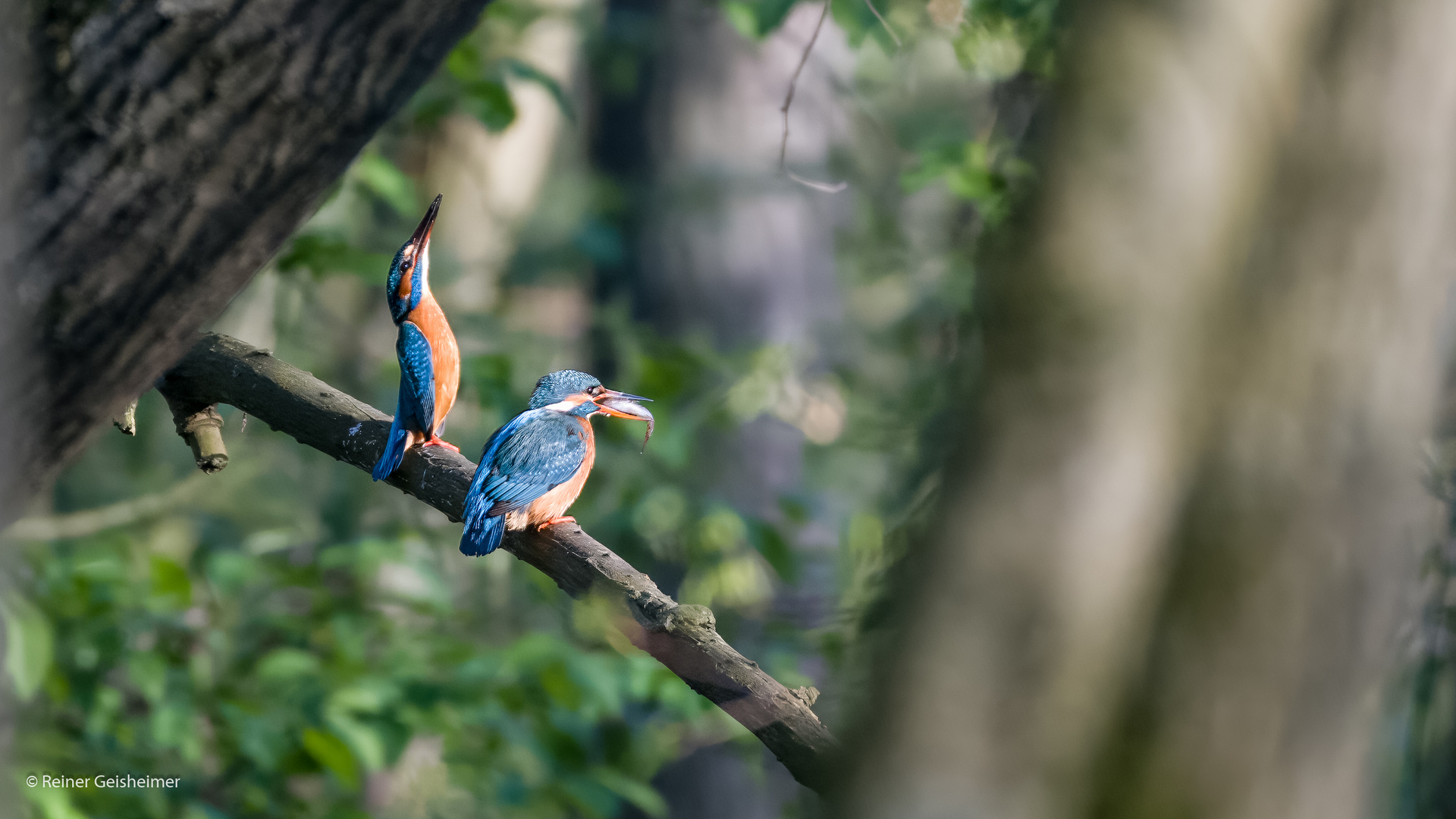 Eisvogel nach übergabe des Brautgeschenks