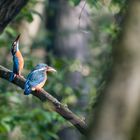 Eisvogel nach übergabe des Brautgeschenks