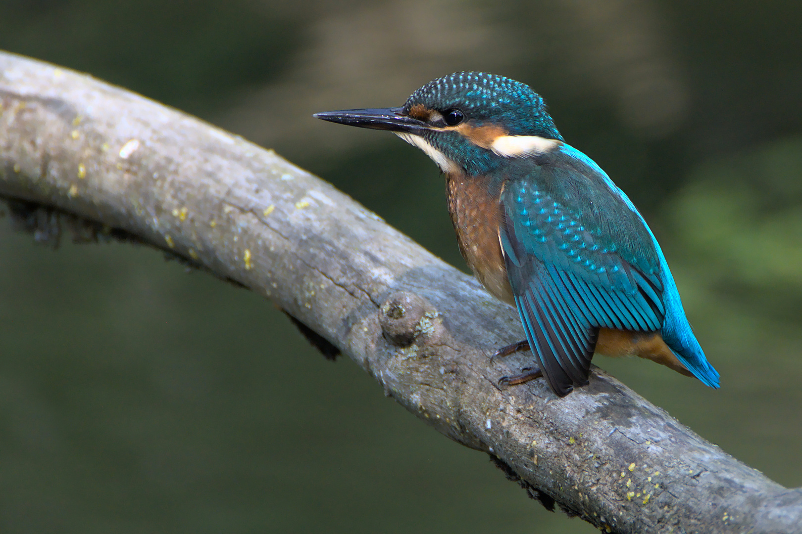 Eisvogel Nachwuchs