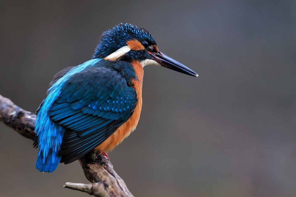 Eisvogel Nahaufnahme