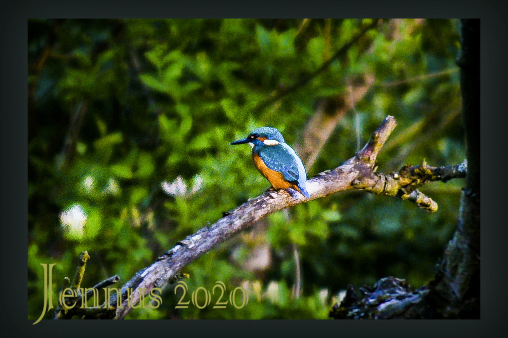 Eisvogel Natur Tier Wald Wasser 5406