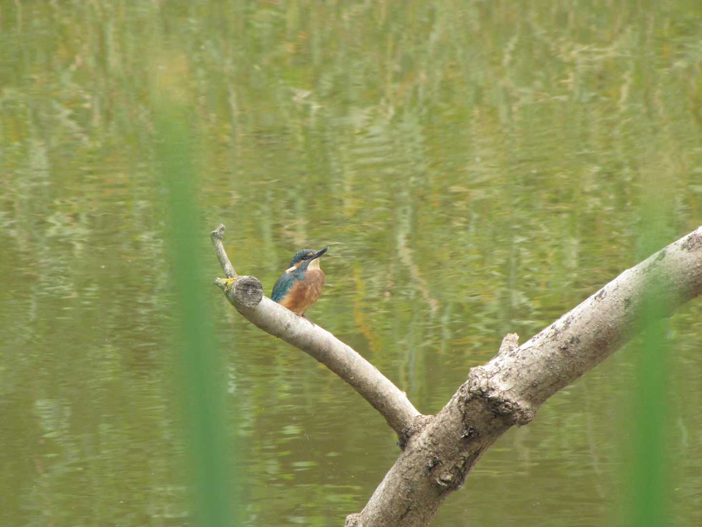 Eisvogel Naturpark_2753