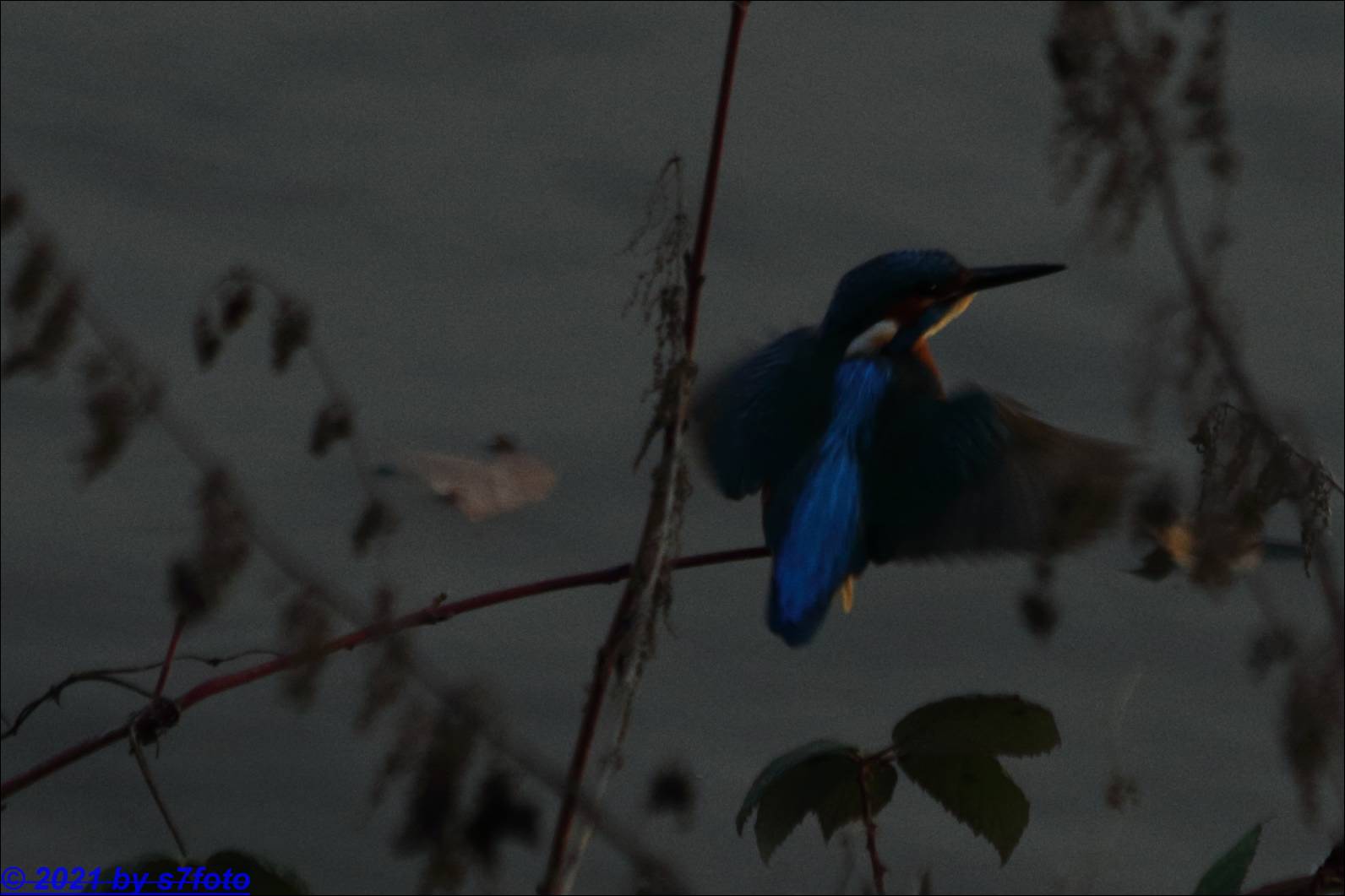 Eisvogel - nicht statisch