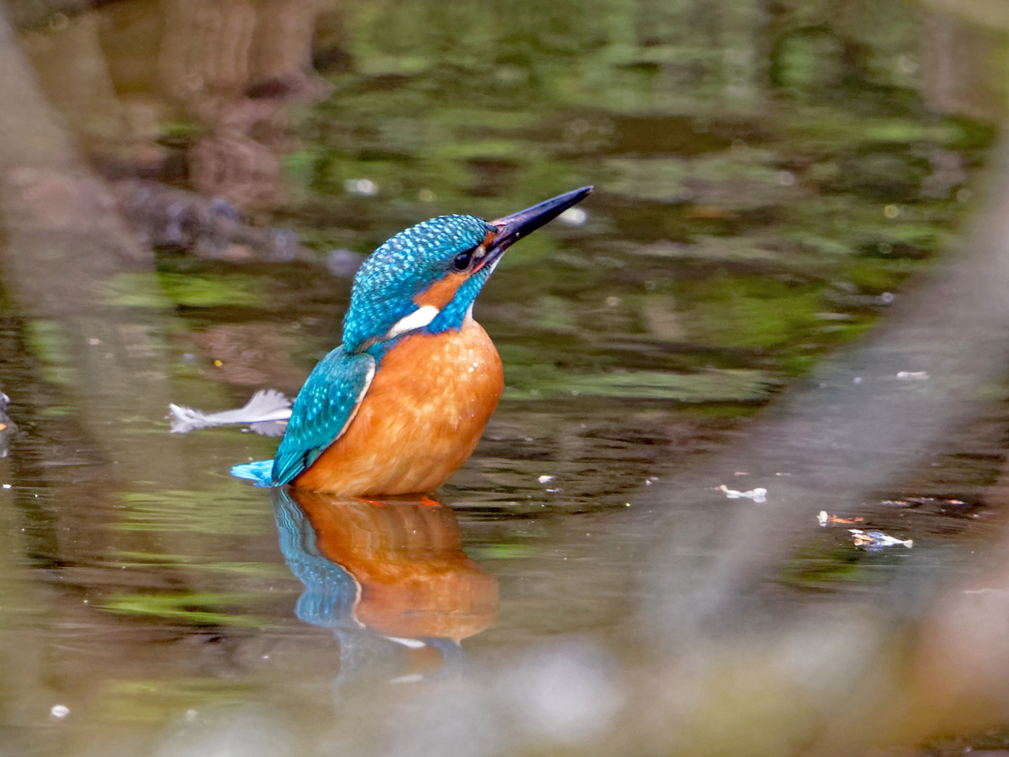 Eisvogel nimmt Vollbad