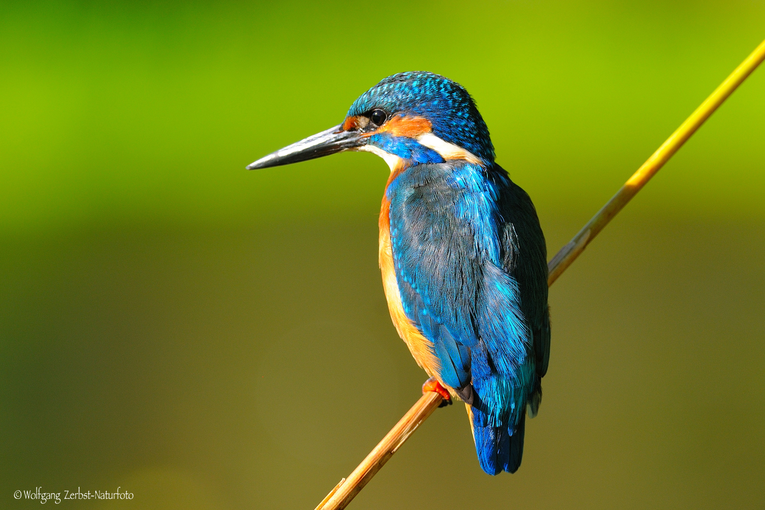 --- Eisvogel Nr. 1 --- ( Alcedo atthis )