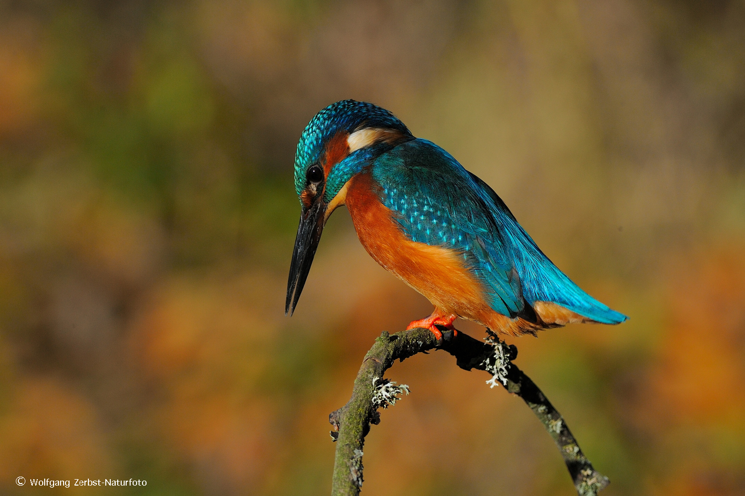 --- Eisvogel Nr. 1 männlich ---