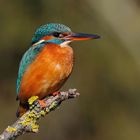 --- Eisvogel Nr. 1, weibl. --- ( Alcedo atthis )