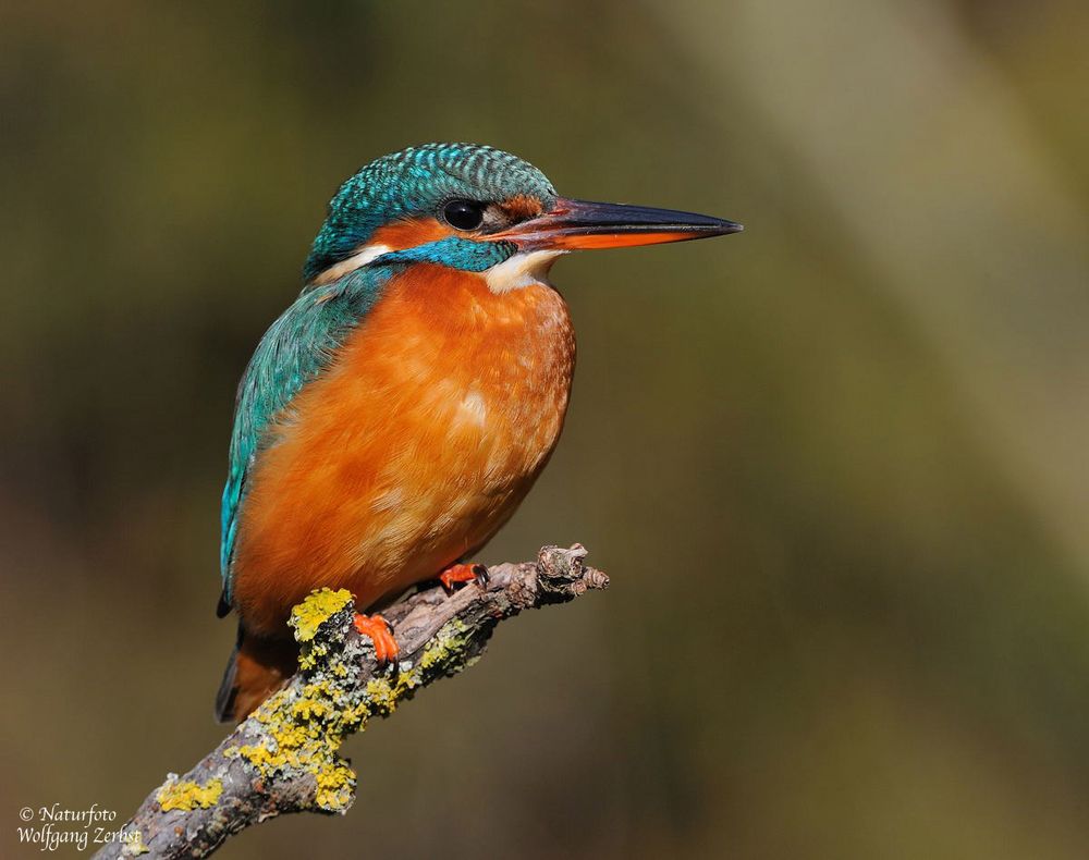 --- Eisvogel Nr. 1, weibl. --- ( Alcedo atthis )