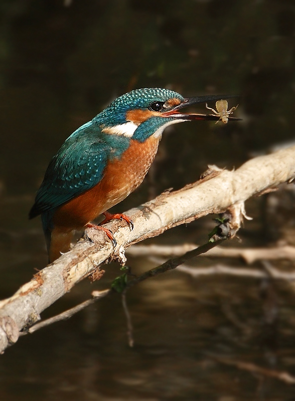 Eisvogel Nr. 132