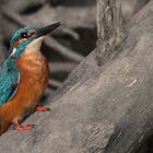 "Eisvogel ... Nr. 138, weil mir nix mehr Einfällt"