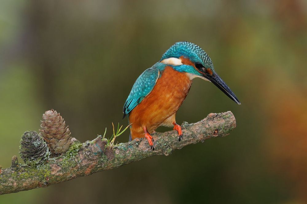 - Eisvogel Nr. 15 - ( Ersatz )