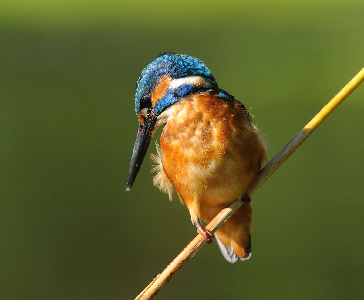 - Eisvogel Nr. 8 - ( Ersatz )