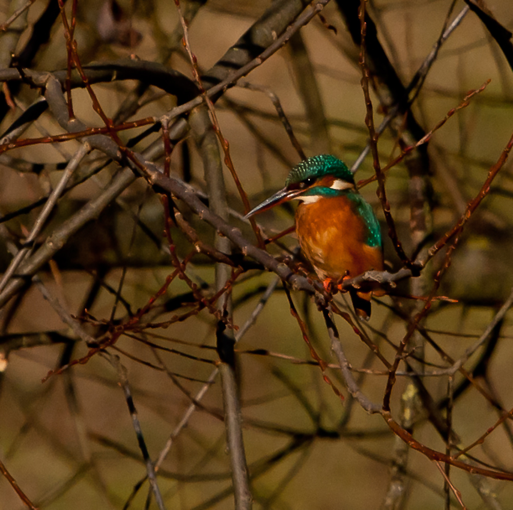 Eisvogel ohne Eis