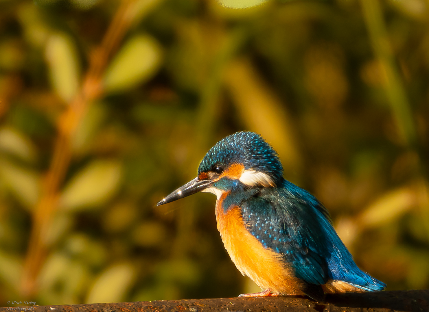 Eisvogel Okt. Drömling 1-1