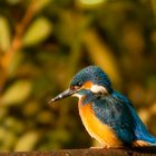 Eisvogel Okt. Drömling 1-1