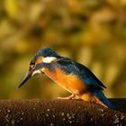 Eisvogel Okt. Drömling-1