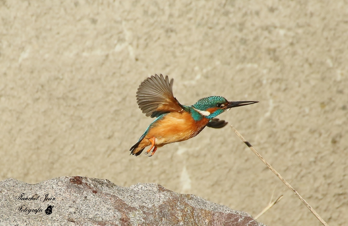 EISVOGEL on tour 